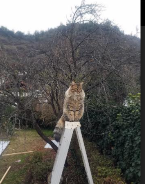 鏖战中的历史性突破，迈凯伦对决索伯，佩雷兹刷新单圈纪录