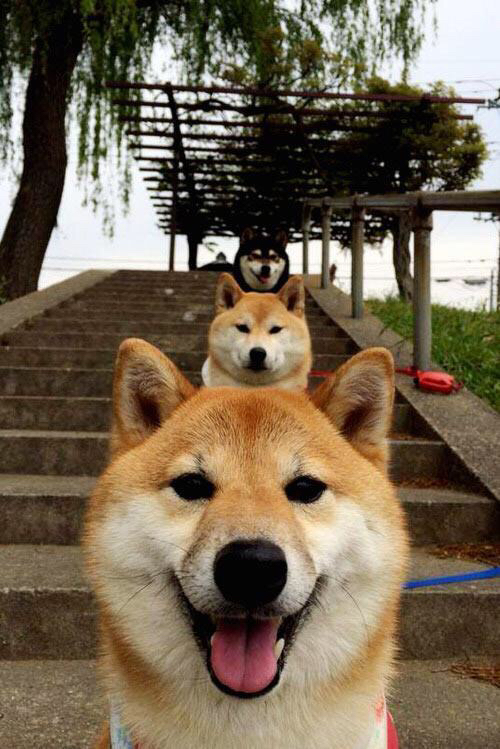 欧洲巅峰对决与中国王者之师，瑞典鏖战德国，马龙带队取胜