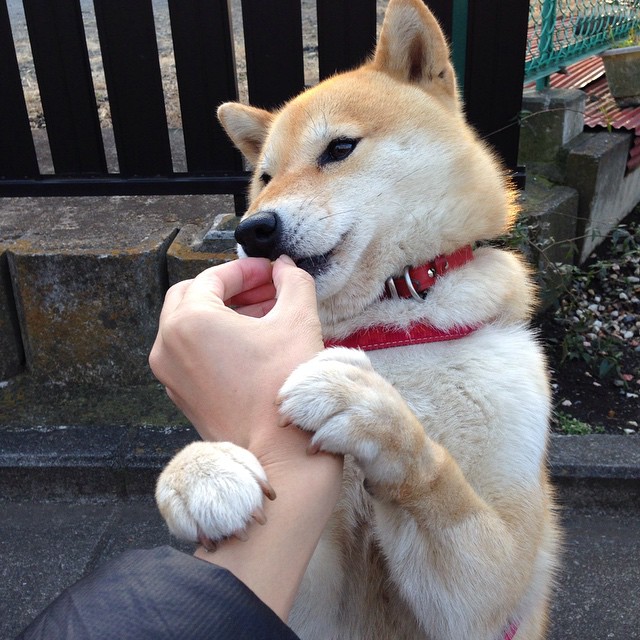 戈贝尔冠军级表现启示录,广厦力克辽宁背后的防守哲学