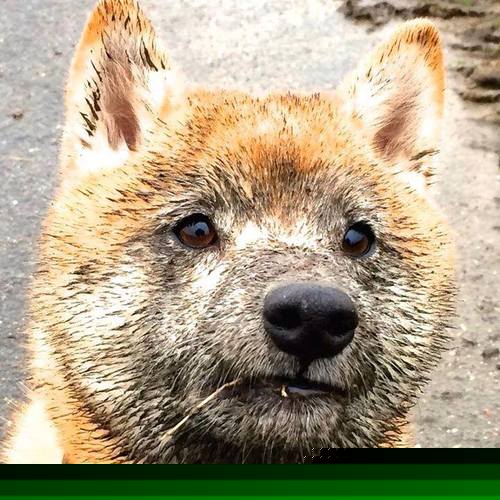 马克西攻防封神!开拓者绞杀卫冕冠军,勇士王朝在这一夜崩塌