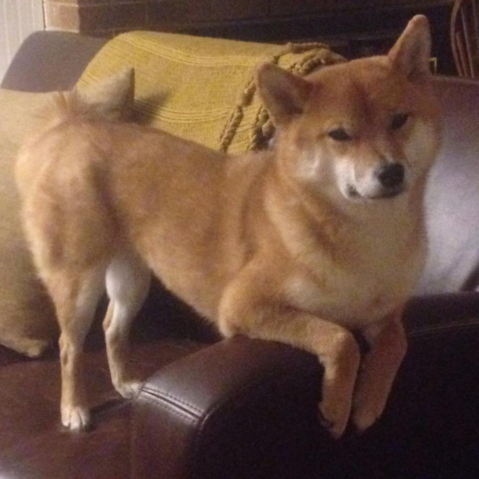 跨越国界与次元,2026电竞世界杯上的山西之力如何击穿掘金王朝