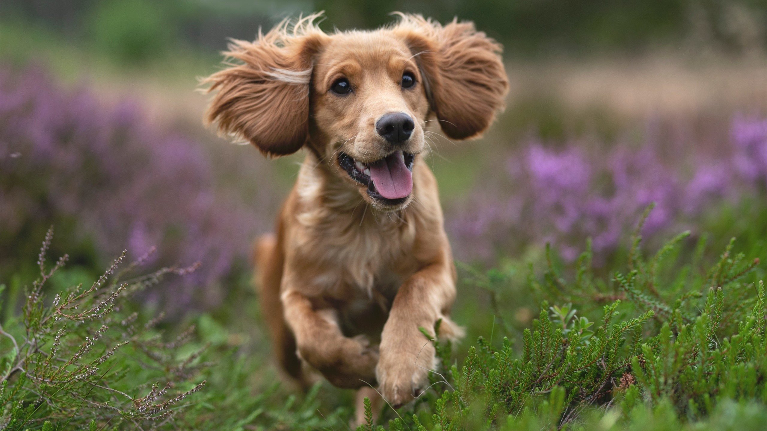 波兰点杀秘鲁,一场欧冠级别的预选赛生死战