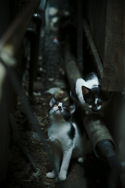 友谊赛惊现降维打击，本泽马单核爆破荷秘防线，数据爆炸改写比赛定义