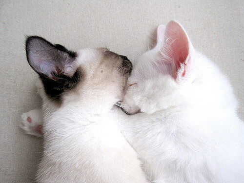 拉梅洛璀璨如星,开拓者群狼撕碎雄鹿防线