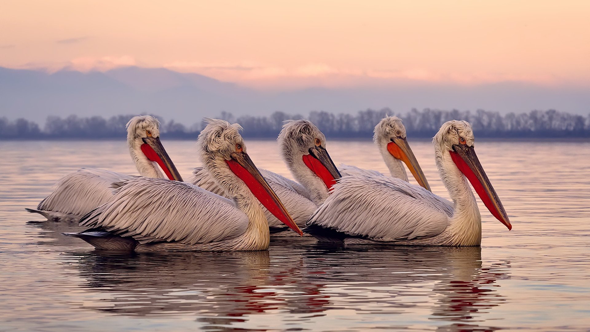 字母哥攻防无死角全程高能输出，76人末节爆发极限逆袭险胜鹈鹕