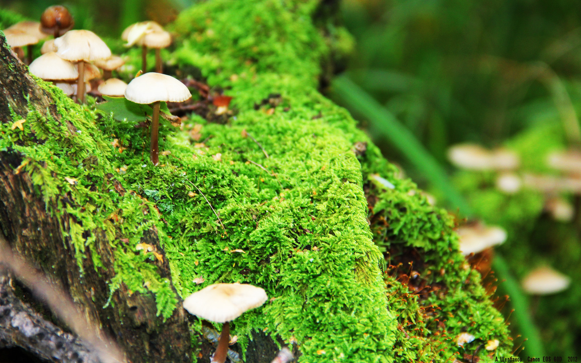 审判日降临北岸花园，德罗赞用古典技艺提前终结悬念