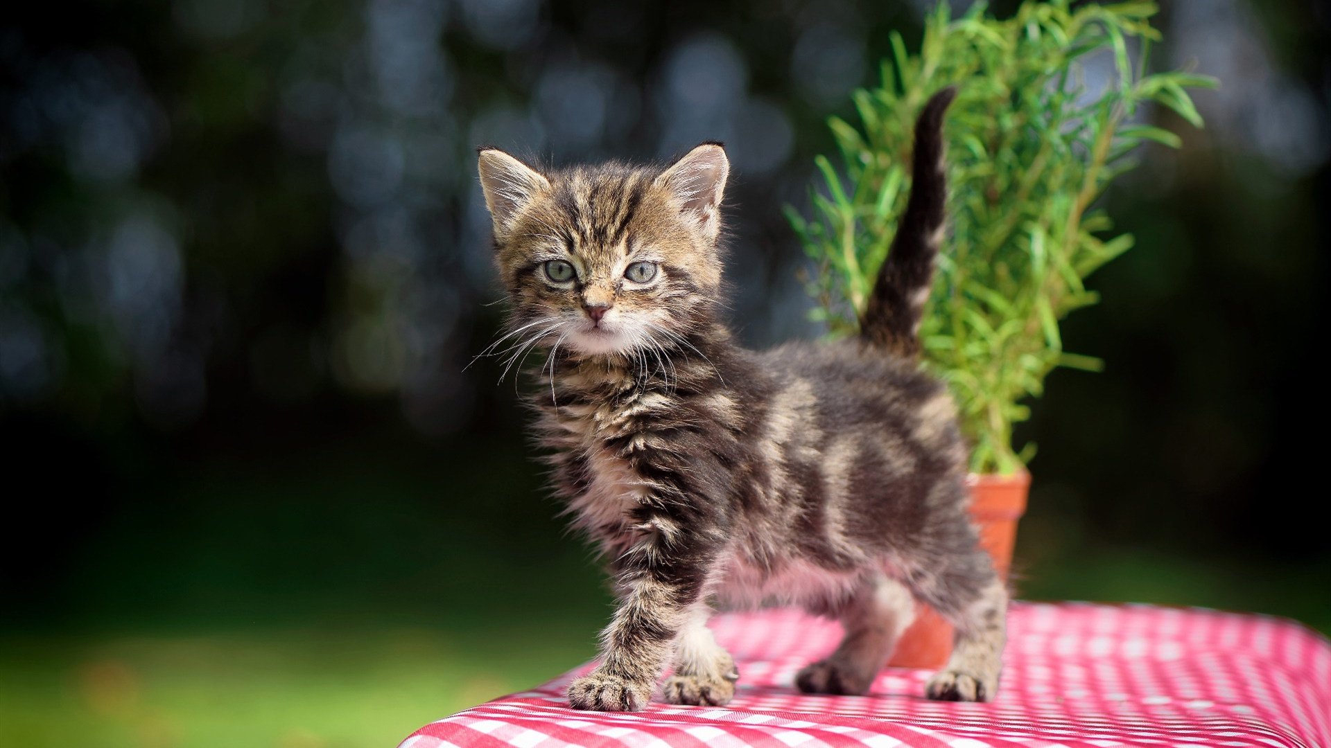 冷面刺客,当阿什拉夫站在十二码前,阿森纳基因与西班牙噩梦交织