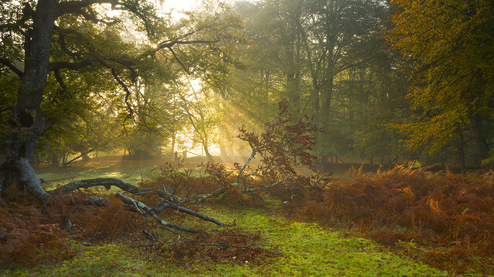 跨洋对决,当深圳猎豹撕碎达拉斯独行侠