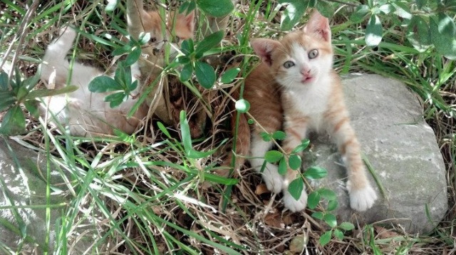 规则裂变，当拉什福德站上西决球场，阿森纳在圣马梅斯决胜