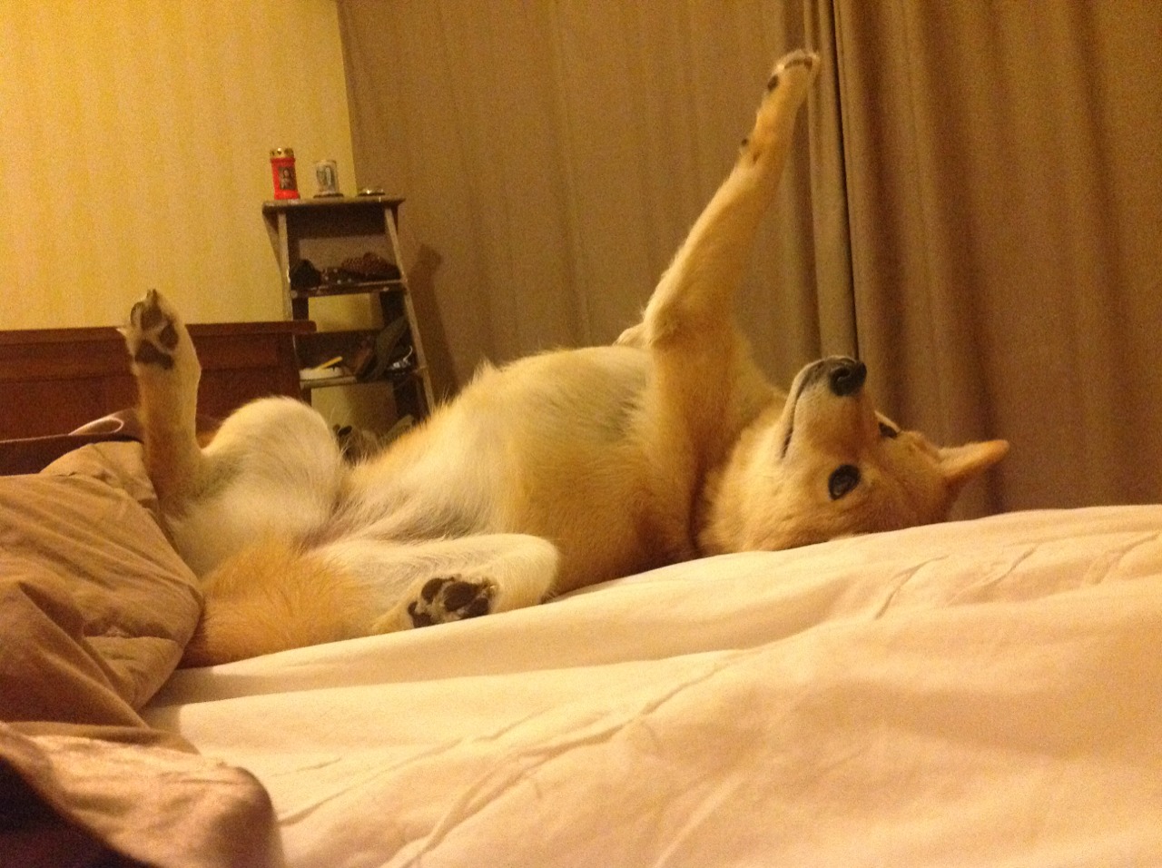 爱游戏下载-致命陷阱，黄蜂最后时刻的意外胜利与福克斯的诡异绝杀