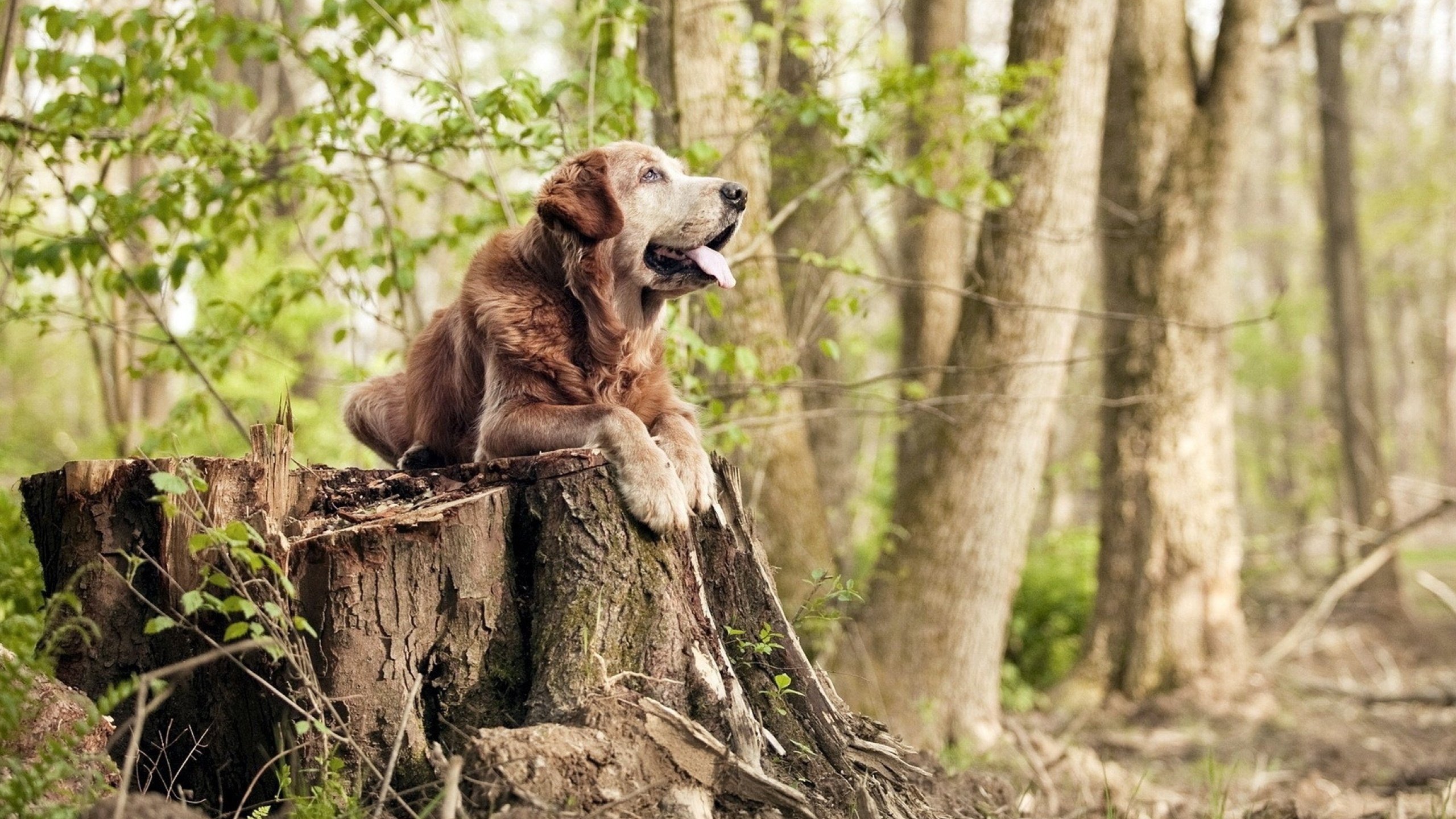 跨界征服，猛龙强势晋级独行侠，杰伦格林在意甲焦点战接管比赛