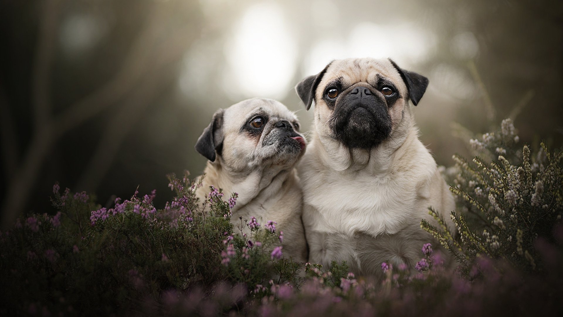 塔图姆50分狂飙引爆联盟,掘金巅峰对决加时擒猛龙锁定西部头名