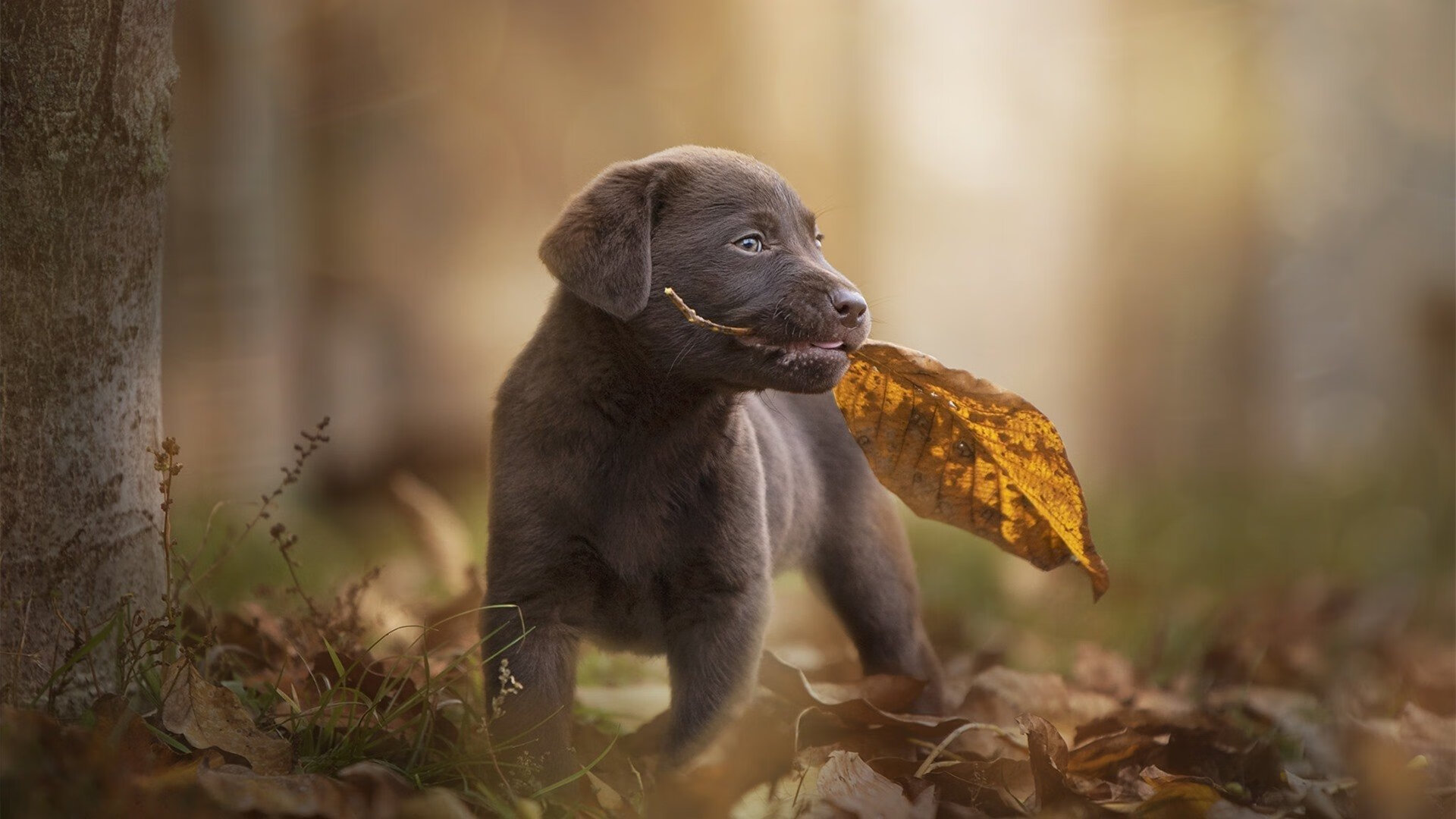 红魔刺破蓝月,枪管点燃丹佛,当足球的夜晚与篮球的黎明交错