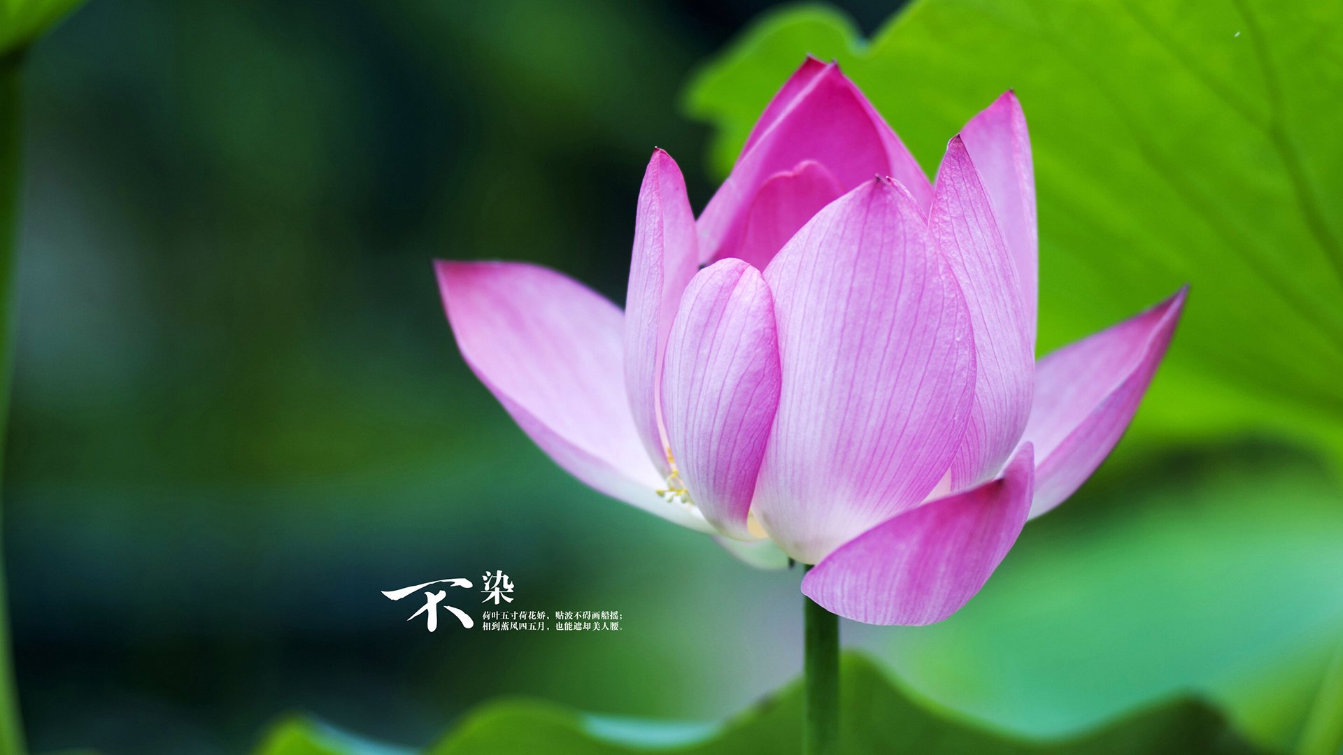 布伦森末节狂飙主宰战局，深圳主场失守猛龙展翅制霸