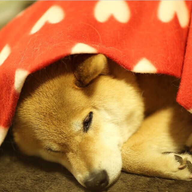 绿茵奇谭,内马尔单骑救主,皇家社会借刀横扫三狮军团