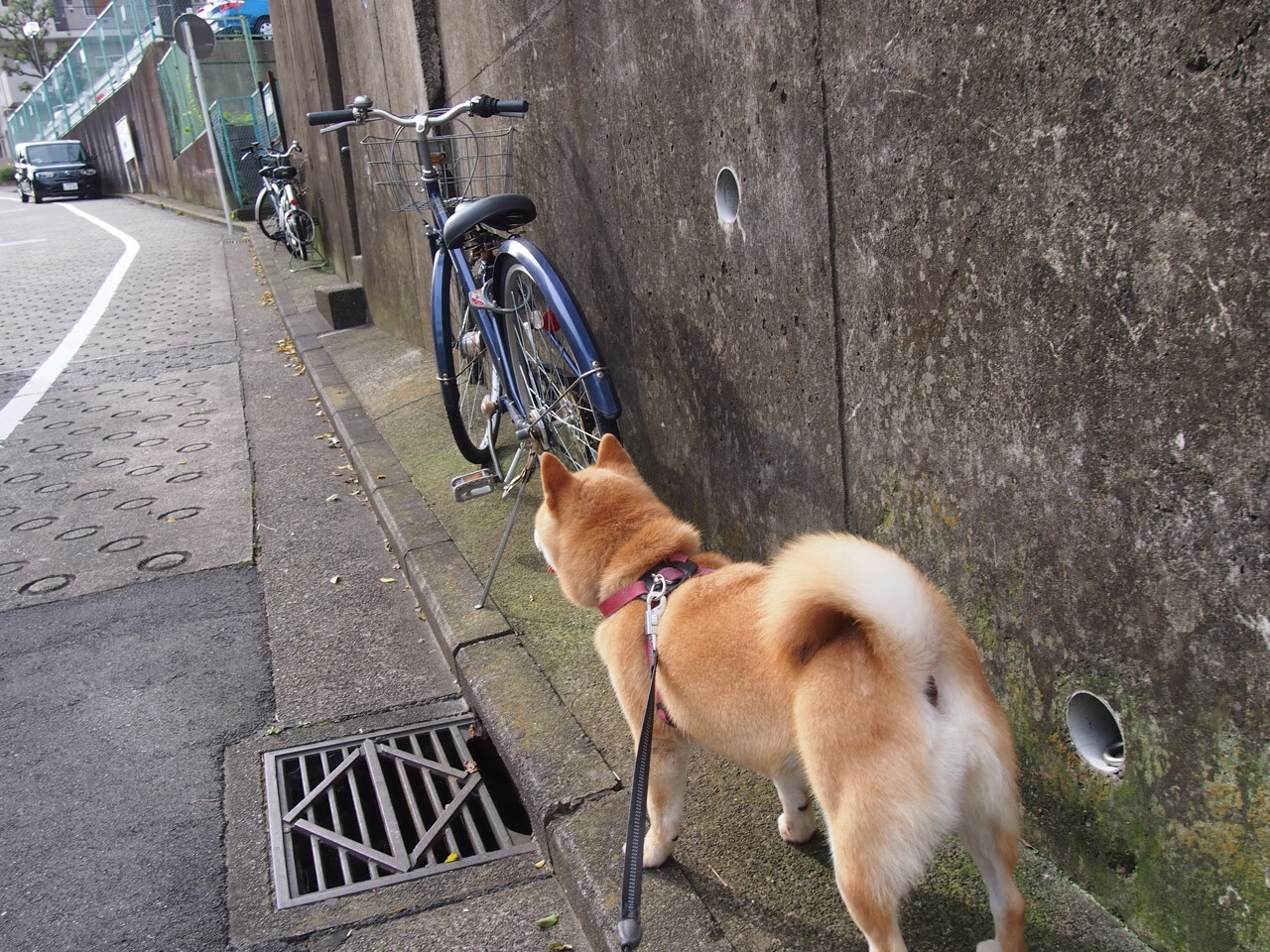 防守球员在伊布射门瞬间的内心独白,当不可能成为他的制胜法则