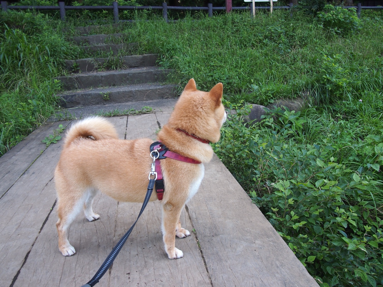 他的存在，即是防线本身，记欧冠半决赛之夜，范戴克定义的制胜