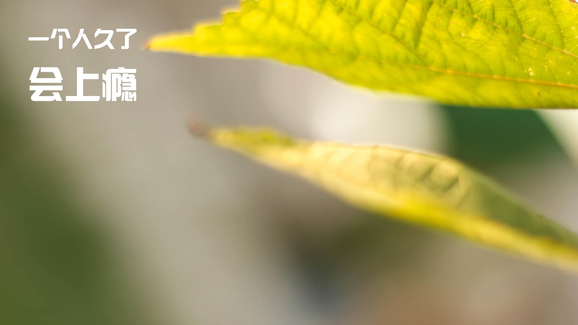 金字塔尖的隐形战争，当尼日利亚遭遇皇家社会