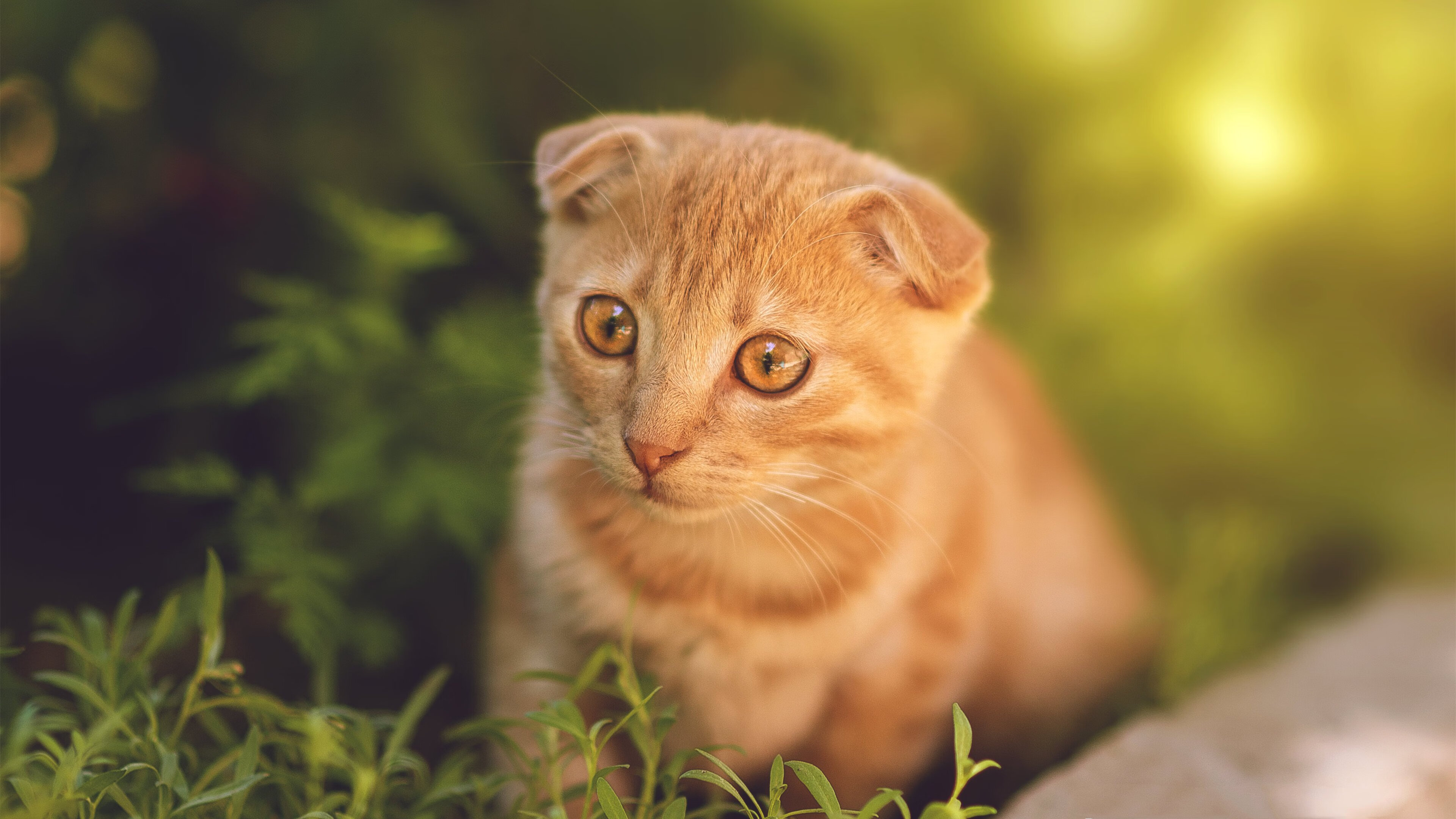 逆袭时刻,爵士从垫底到终结太阳连胜的传奇之夜